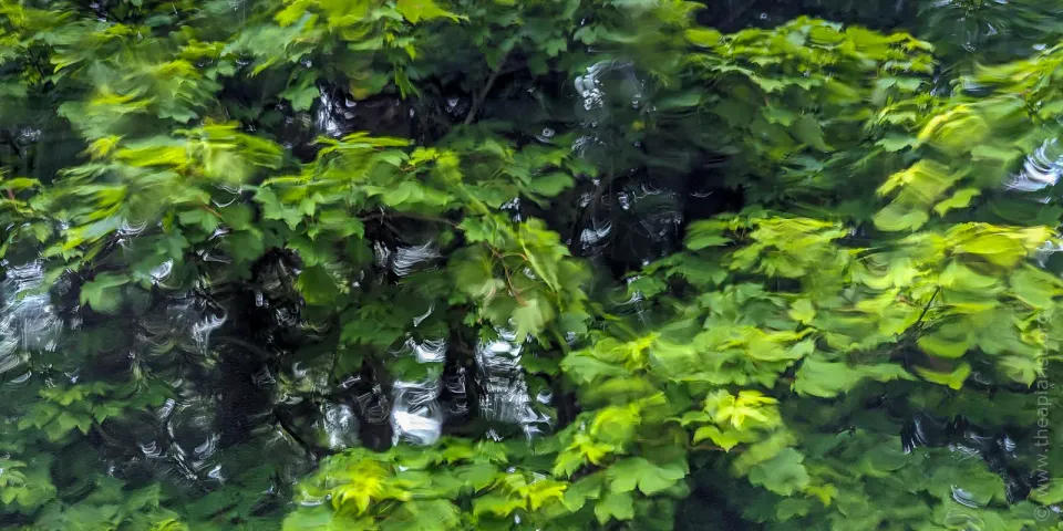 Trees through a wet car windscreen