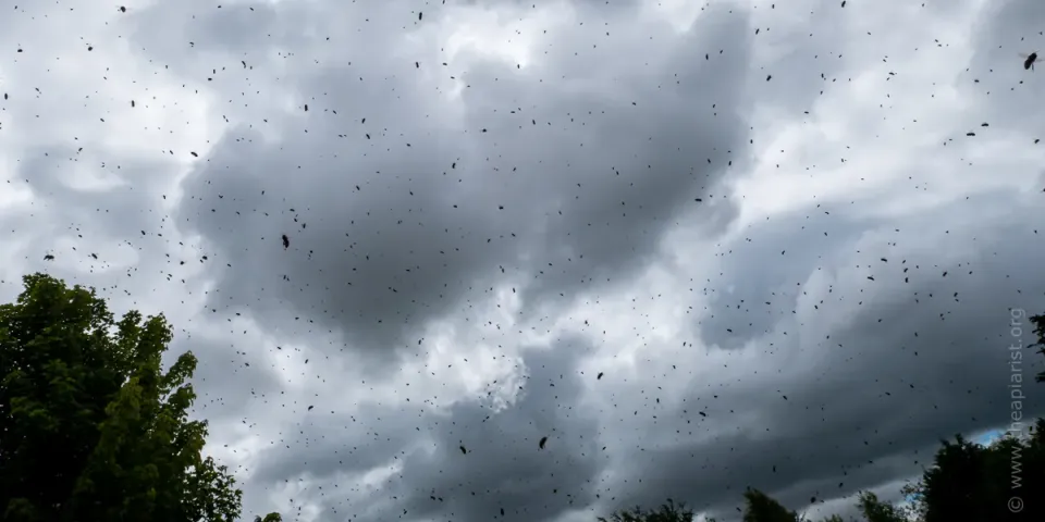 Swarm of bees against a heavily overcast sky