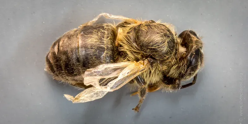 DWV symptoms in a honey bee