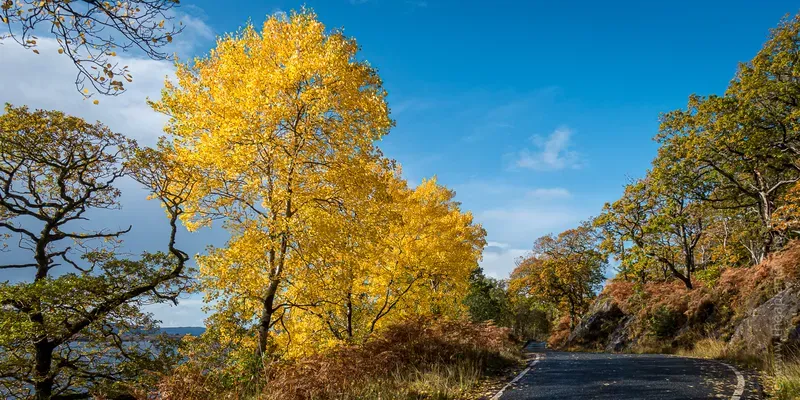 October aspens