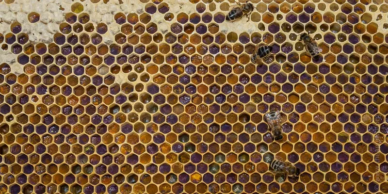 Pollen stores in honey comb