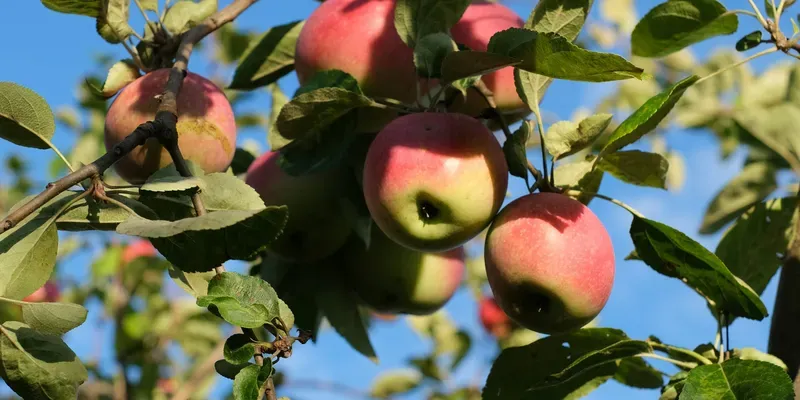 Apples (Photo by Valeria Terekhina on Unsplash)