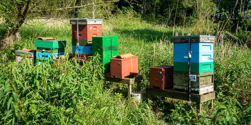 Beehives in an apiary in late May