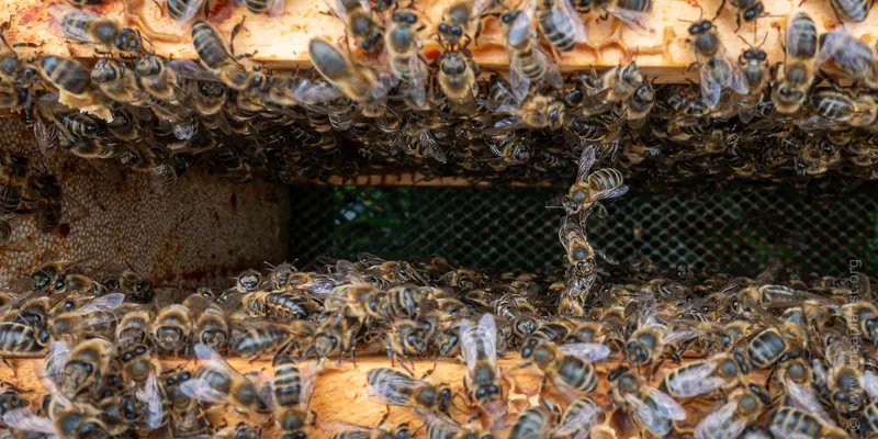 Bees between frames in a beehive