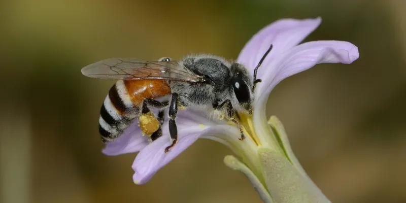 Apis florea worker (Gideon Pisanty גדעון פיזנטי, CC BY 3.0, via Wikimedia Commons)