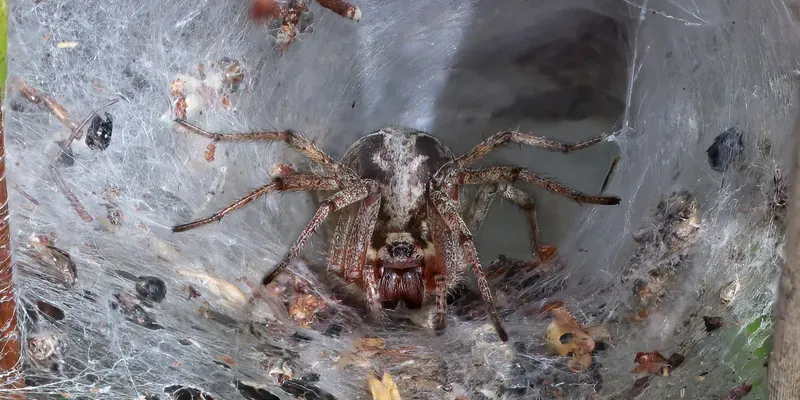 Labyrinth spider sitting in funnel-shaped web