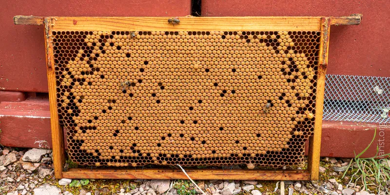 Brood frame from bee hive