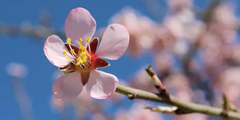 Almond blossom