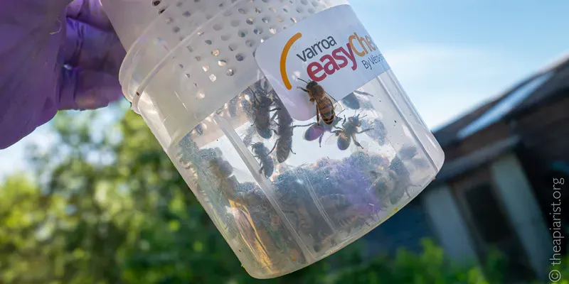 Bees in a plastic jar being exposed to carbon dioxide to count mite levels