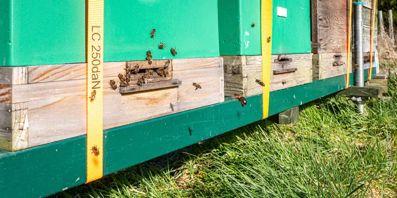 Bee hive entrances with bees clustered around the entrance