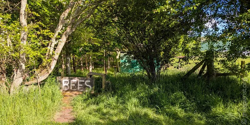 A small corner of woodland with a fence and a large sign with the word BEES on it