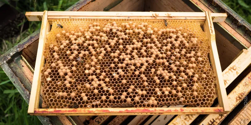Dispersed bullet-shaped drone brood in worker comb